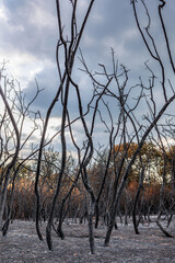 Catastrophic results of massive wildfires in Evros region of Greece, recovery and prevention measures, environmental disaster