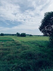 Fototapeta premium Landscape