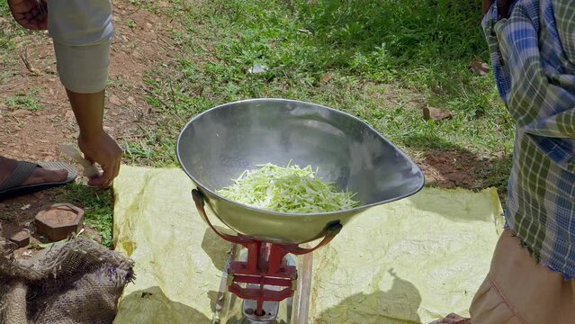 A video shows freshly harvested jasmine buds being weighed on an old weigh scale