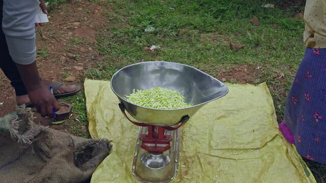A video shows freshly harvested jasmine buds being weighed on an old weigh scale