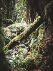 tree in the woods