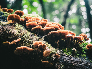 mushrooms in the forest