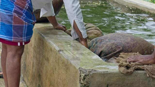Jasmine buds filled gunnysacks being soaked in water to keep them fresh