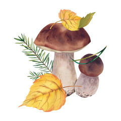 Porcini mushrooms with autumn leaves and a fir branch.. Watercolor illustration. Forest plants....