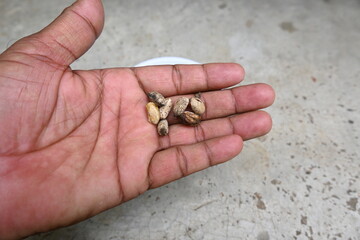 Azadirachta indica seeds.
 It's other names Neem, nimtree or Indian lilac. Its fruits are the source of neem oil. Many aruvedic medicines are made from its  seeds and fruits. 