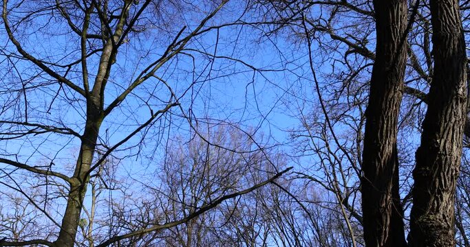 Bare trees in early spring in sunny clear weather, blue sky and a large number of trees growing in the spring park