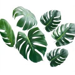 Green leaves pattern ,leaf monstera isolated on white background