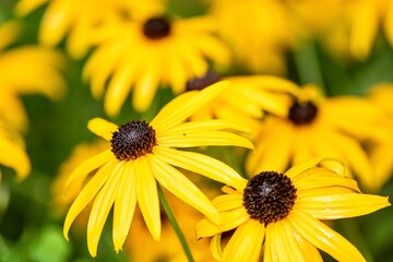 yellow flower in the garden