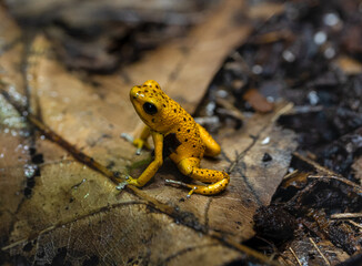 Yellow Bastimentos Poison-dart frog Oophaga pumilio