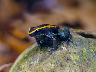 Golfodulcean Poison Frog (Phyllobates vittatus) - captive bred. Endemic to Costa Rica.