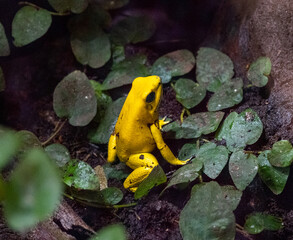 Golden poison dart frog (Phyllobates terribilis). Tropical frog living in South America..