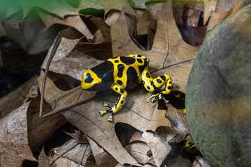 Yellow-banded poison dart frog or yellow-headed poison dart frog (Dendrobates leucomelas). Tropical frog living in South America. - obrazy, fototapety, plakaty