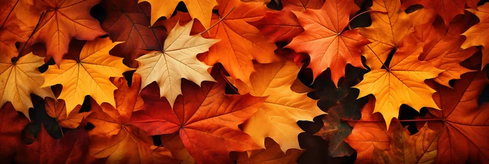 Fotobehang Herbstlicher Hintergrund Banner mit bunten Blättern  © Stephan