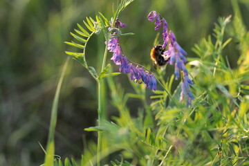 Trzmiel rudy (Bombus pascuorum) na kwiatach wyki. Dzika pszczoła, owad, zapylacz na kwiatku