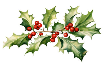 Isolated holly branch clip art on a transparent white background, suitable for Christmas and New Year's decorations in a winter season.