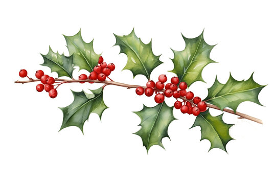 Holly branch clip art isolated on a transparent white background, ideal for decorating during the Christmas and New Year seasons in the winteretting.