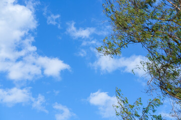 blue sky wallpaper, blue sky background, sky and tree, summer sky