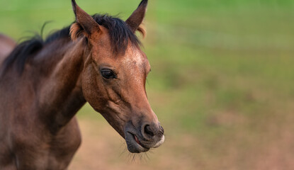Fototapeta premium Small brown Arabian horse foal closeup detail to head, blurred green grass background