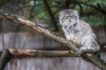 Pallas's cat - Otocolobus manul - resting on wooden branch