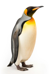 King penguin on white background