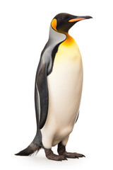 King penguin on white background