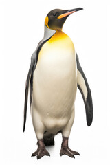 Naklejka premium King penguin on white background