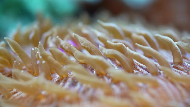 Underwater video - soft coral with tentacles, under UV light, beautiful abstract marine organic background