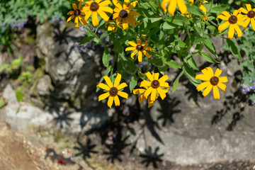 brown-eyed Susans growing near a stream in the park