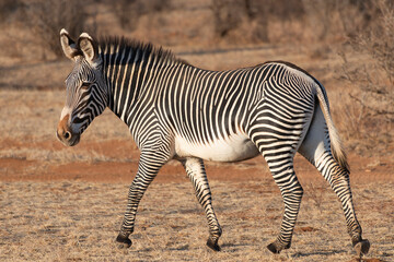 Grévy's zebra, imperial zebra - Equus grevyi largest equid walking on ground at brown background. Photo from Samburu National Reserve in Kenya.
