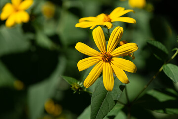 Helianthus tuberosus flowers close up