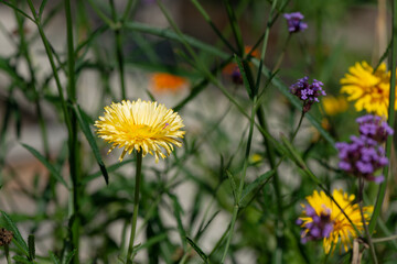 ruffle or double yellow calendula flowers and purple verbena in bright sun