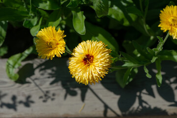close-up of yellow ruffle or double calendula flowers in bright sun (growing near a wooden ledge)