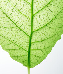 Green leaf on white background, macro detail
