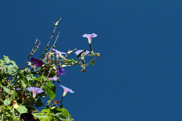 Prunkwinden in voller Blüte vor blauem himmel