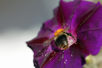 Prunkwinden in voller Blüte mit biene und pollen