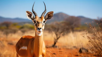 Fototapete Antilope impala antelope in the savannah of South Africa. aepyceros