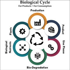 Biological Cycle for Products and consumption. Infographic template with icons