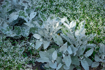 Senecio cineraria or dusty miller plants and small tiny white flowers growing in a garden bed at...