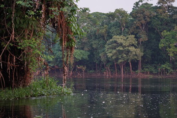tree in the water