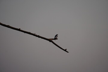 bird on the tree