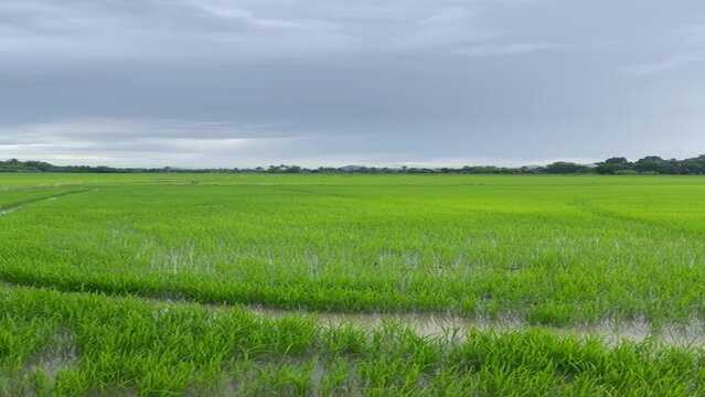Green rice field and cloudy sky