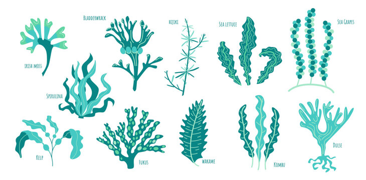 Set of edible algae: Kelp, Spirulina, Chlorella, Bladderwrack, Hijiki, Sea lettuce, Sea Grapes, Kombu, Fukus, Wakame, Dulse. Seaweed collection. Blue sea plants. 