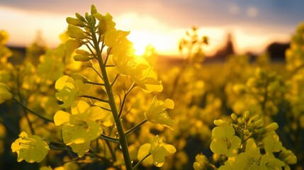 Close up of rapeseed blossom at sunset in field in late spring time - obrazy, fototapety, plakaty