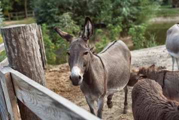 Fotobehang Trip to a donkey farm © bombardir7