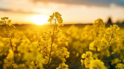 Poster Close up of rapeseed blossom at sunset in field in late spring time © Aliaksandr Siamko