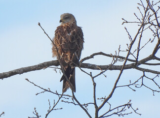 A wintering red kite (Milvus milvus) perched on a tree branch near of Leon, Spain. The species currently breeds only in Europe