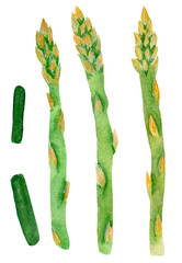 Watercolor bright food collection, various asparagus isolated on white background. For various food products, etc.