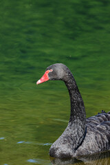 Black mute swan swimming in lake