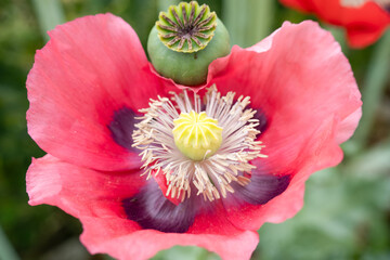 close-up of a beautifully coloured summer Opium poppy flower (Papaver somniferum)