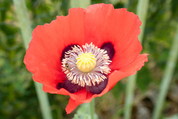 close-up of a beautifully coloured summer Opium poppy flower (Papaver somniferum)